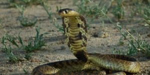 Snouted-Cobra-Living-Zimbabwe-